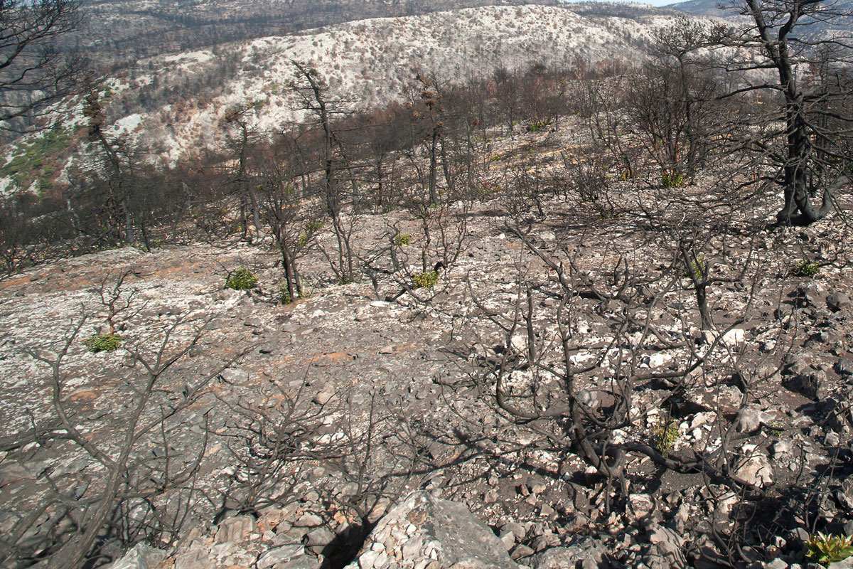 Wildfires are a constant threat for the forests of central and southern Greece (Photo: Nikos Petrou)