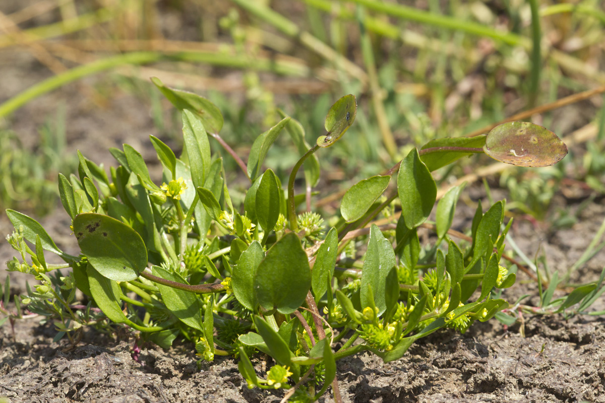 Ο Ranunculus lateriflorus είναι χαρακτηριστικό είδος των εποχικών λιμνίων. (Φωτο: Νίκος Πέτρου)