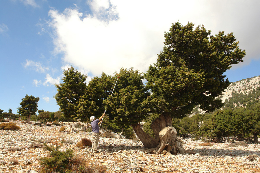 Συλλογή σπόρων κυπαρισσιού για την παραγωγή φυταρίων που θα μπολιαστούν με έμβολα Juniperus foetidissima. (Φωτο: Γιώργος Μάντακας)