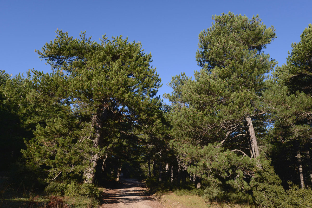Μαυρόπευκα (Pinus nigra) στο Καλλίδρομο. (Φωτο: Γιώργος Πολίτης)