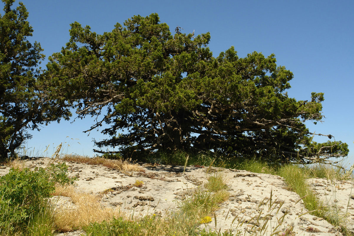 Το Juniperus foetidissima είναι το χαρακτηριστικό είδος του τύπου οικοτόπου 9560*. (Φωτο: Γιώργος Καρέτσος)