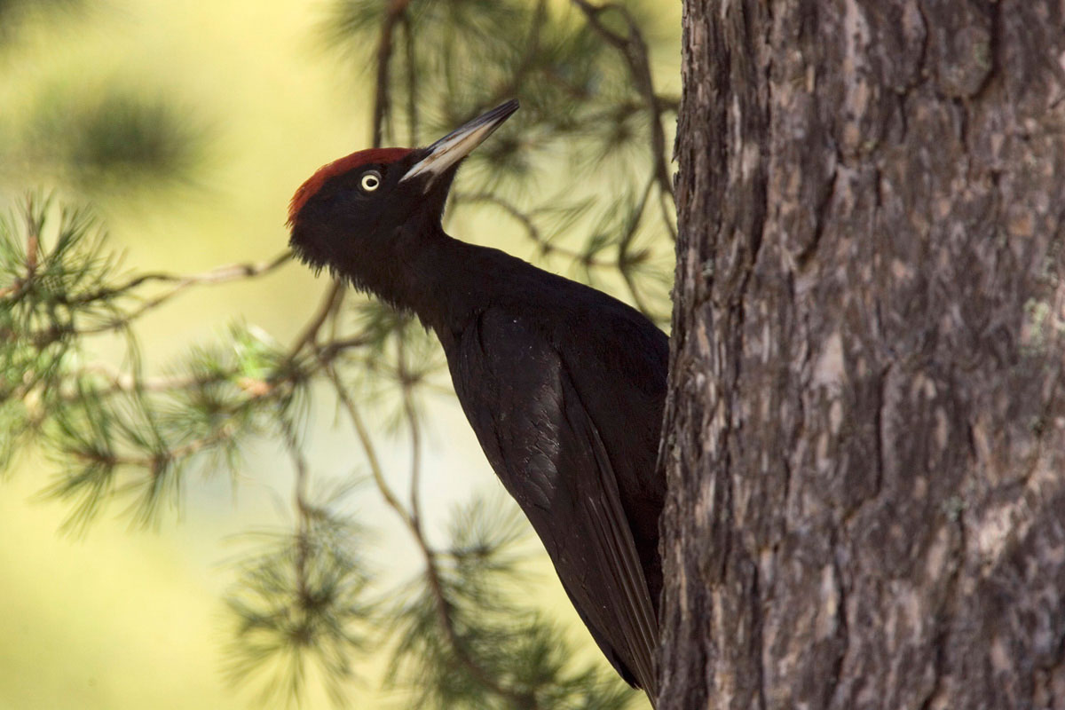 The population status of the Black Woodpecker on Mt. Oiti is unknown (Photo: Nikos Petrou) 