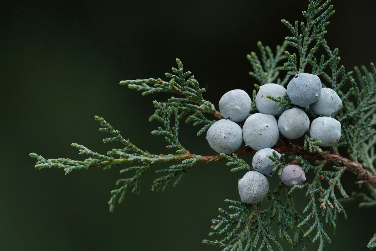 Cones of Juniperus foetidissima. (Photo: K. Vidakis)