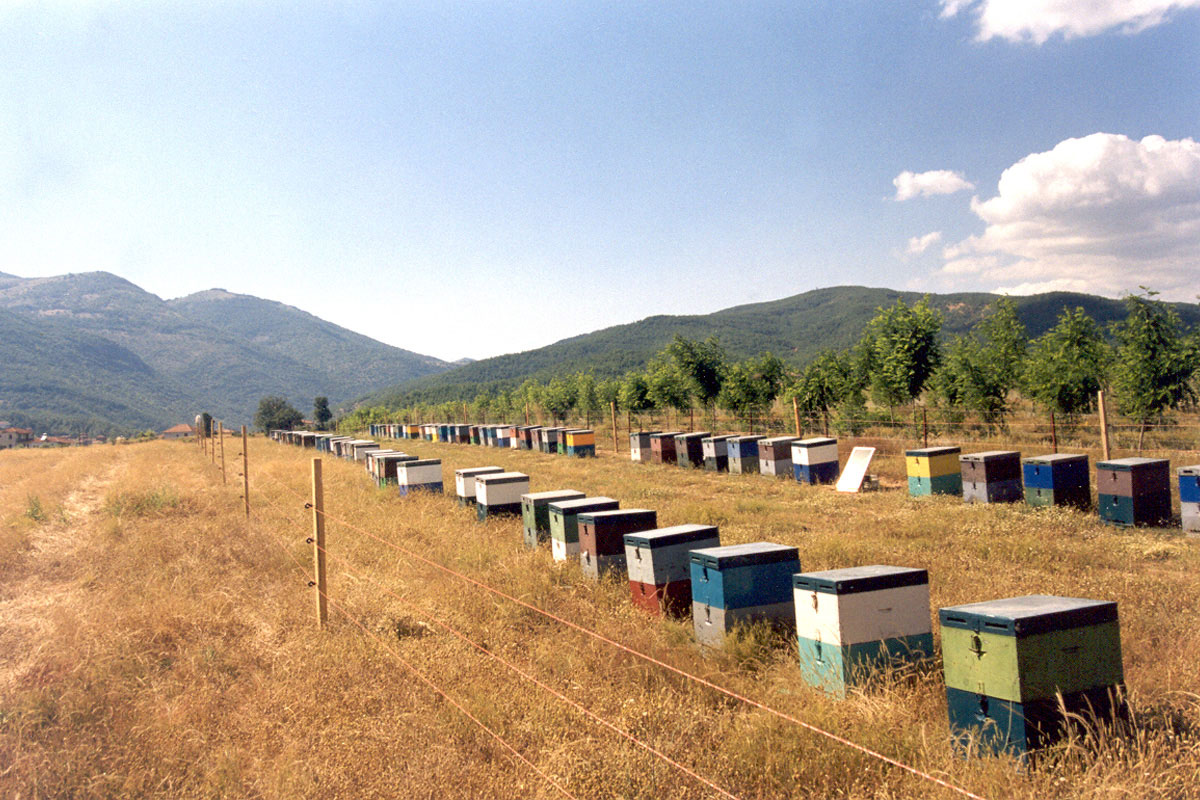 Electrified fencing reduces damages to apiaries, thus eliminating one of the main causes of conflict between Brown Bears and the local producers (Photo: ARCTUROS)