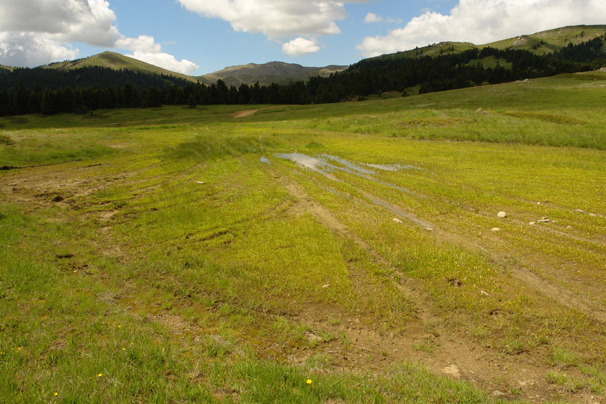 4X4 tracks crisscrossing one of the temporary ponds on Mt. Oiti. (Photo: G. Karetsos)