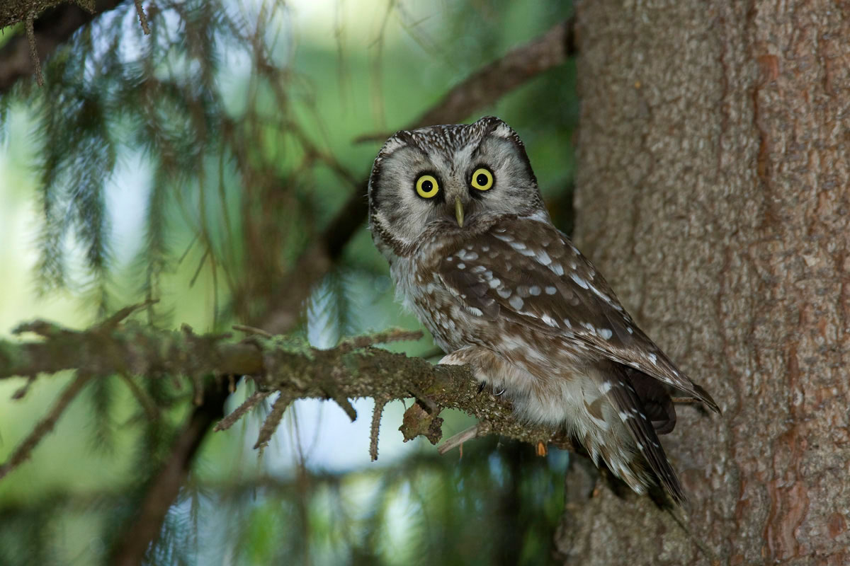 Tengmalm's Owl. (Photo: Nikos Petrou)