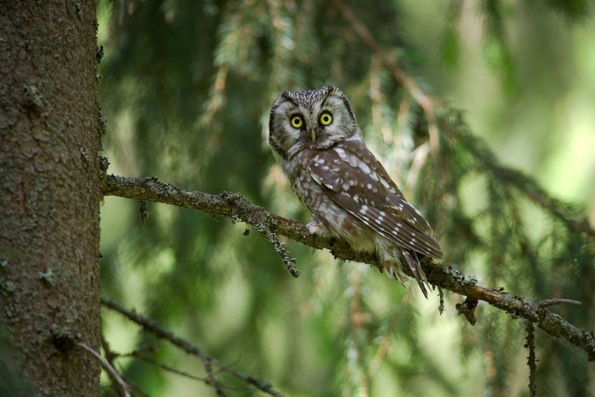 Tengmalm's Owl. (Photo: Nikos Petrou)