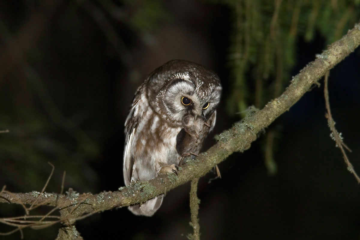 Tengmalm's Owl with prey, in this case a vole. (Photo: Nikos Petrou)