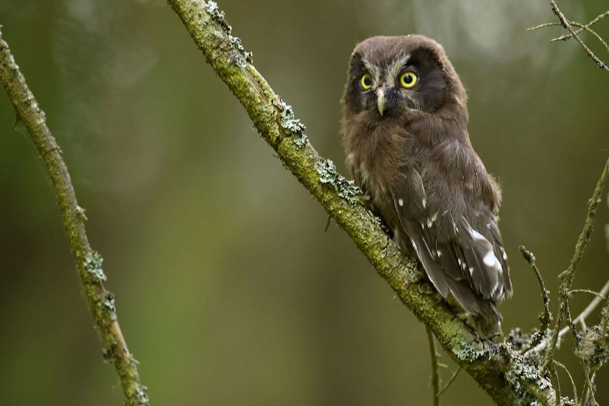 Juvenile Tengmalm's Owl. (Photo: Nikos Petrou)