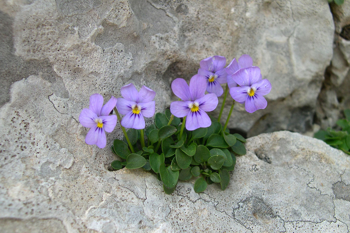 Viola poetica. (Φωτο: Γιώργος Καρέτσος)