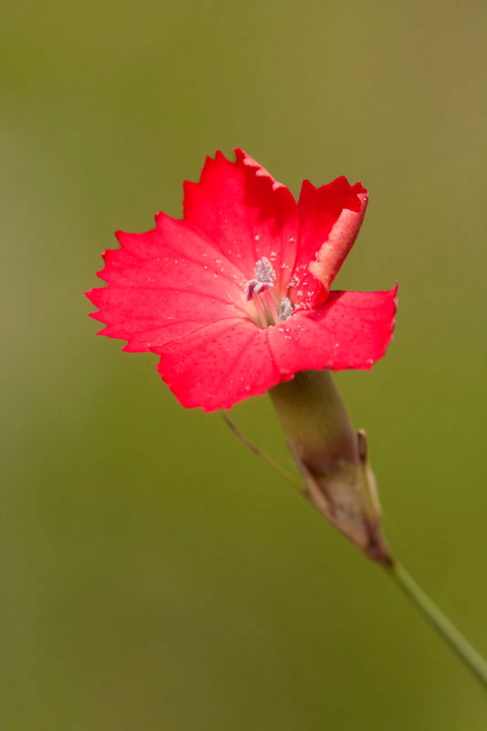 Dianthus  biflorus. (Φωτο: Νίκος Πέτρου)