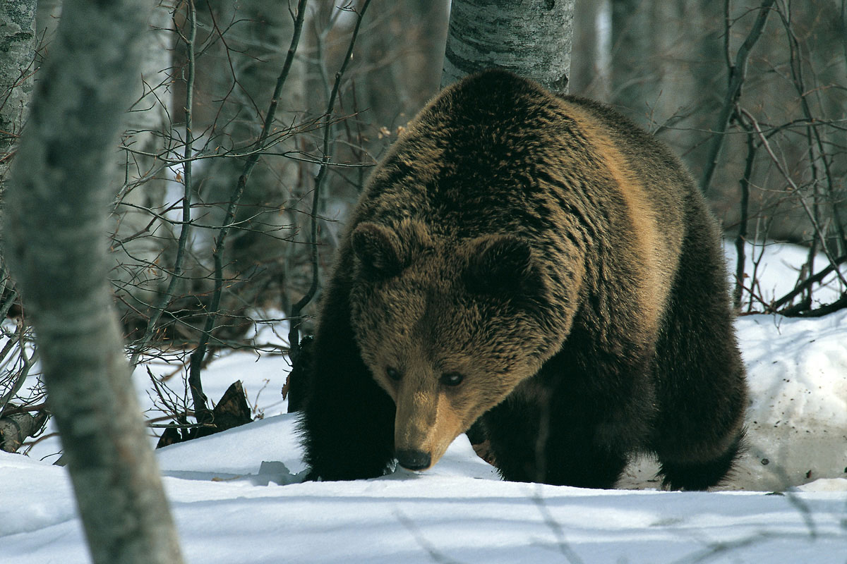 Brown Bear. (Photo: Nikos Petrou)