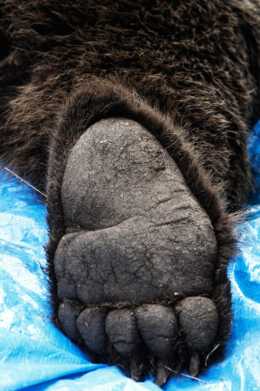 Το πέλμα μιας Καφέ Αρκούδας. (Φωτο: Γ. Μουτάφης/ΑΡΚΤΟΥΡΟΣ)