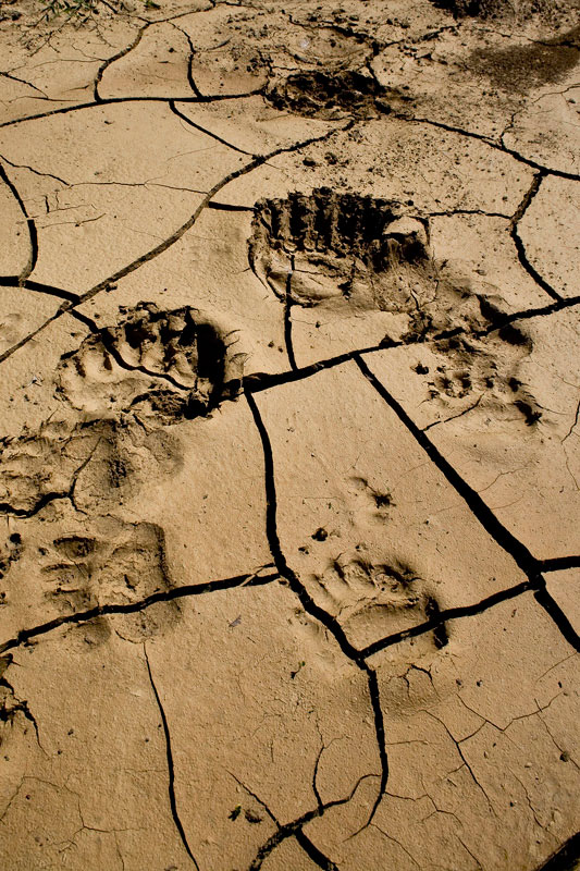 Brown Bear tracks. (Photo: A. Karamanlidis/ARCTUROS)