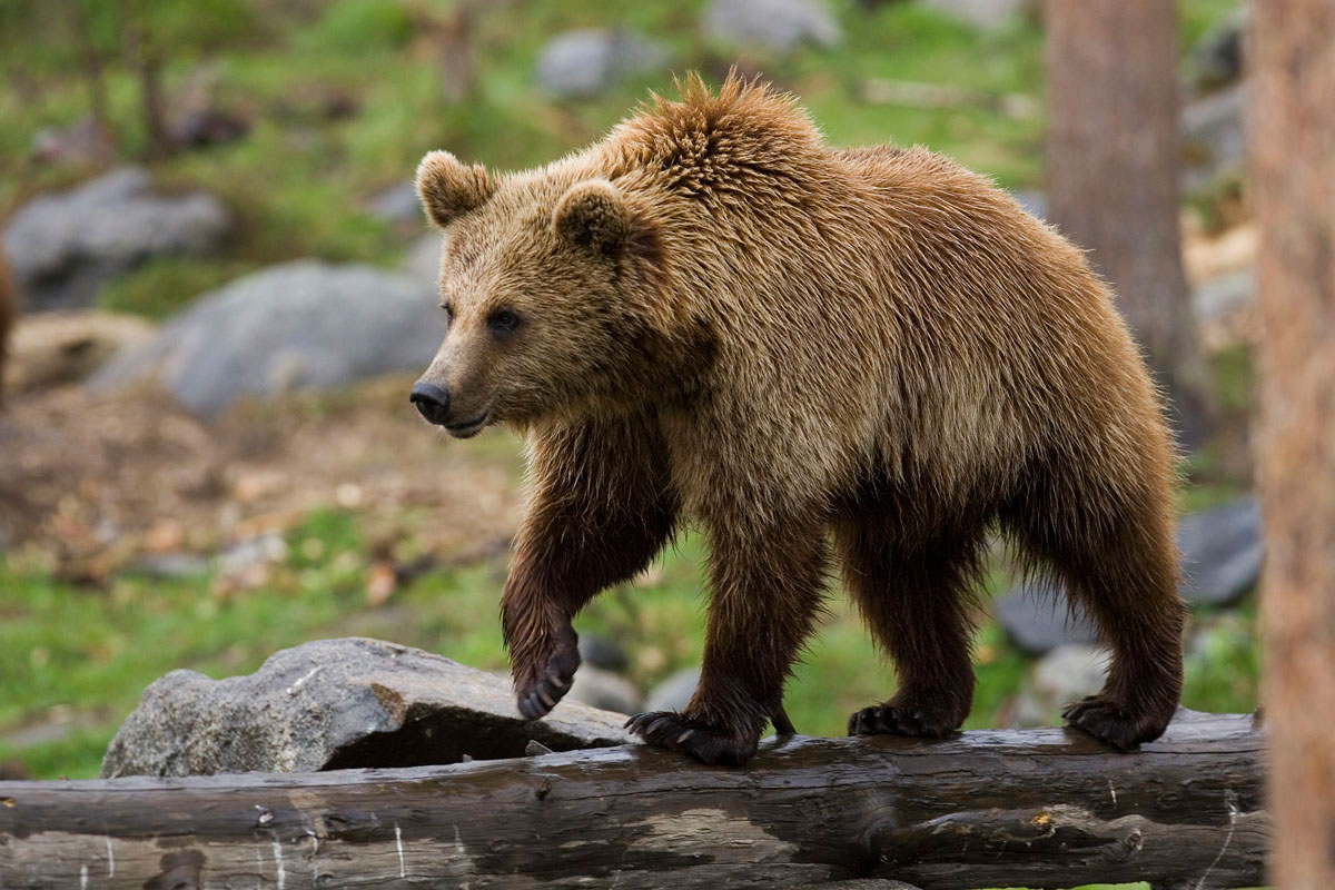 Brown Bear. (Photo: Nikos Petrou)