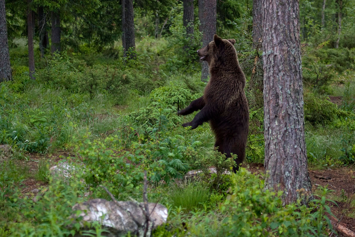 Οι Καφέ Αρκούδες συχνά στέκονται όρθιες στα πίσω πόδια τους για να ελέγξουν το χώρο γύρω τους. (Φωτο: Νίκος Πέτρου)
