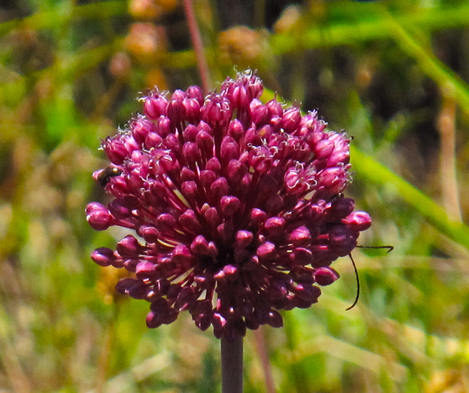 Allium sphaerocephalum. (Φωτο: Γ. Πολίτης)
