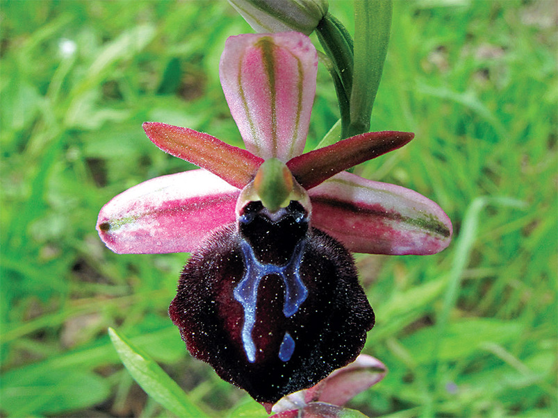 Ophrys spruneri. (Φωτο: Γ. Πολίτης)
