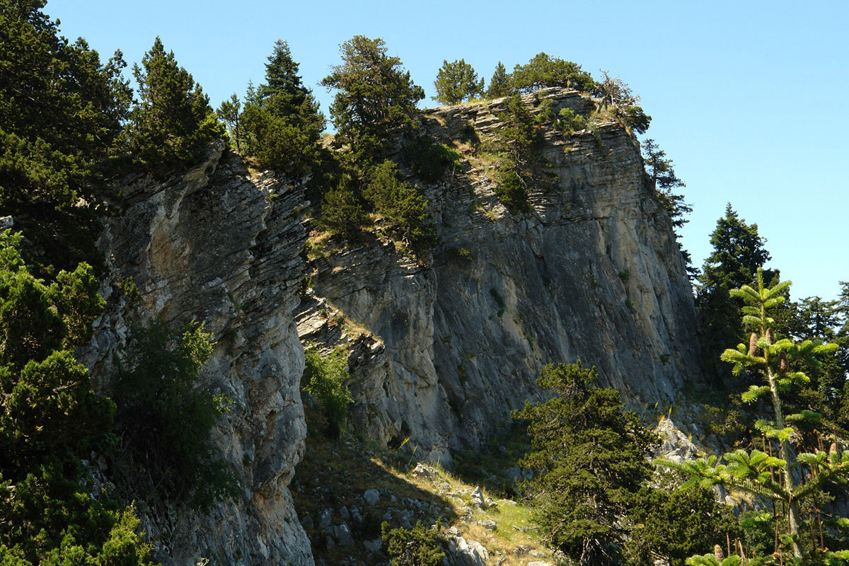 Juniperus foetidissima forest stand on Mt. Oiti. (Photo: G. Karetsos)