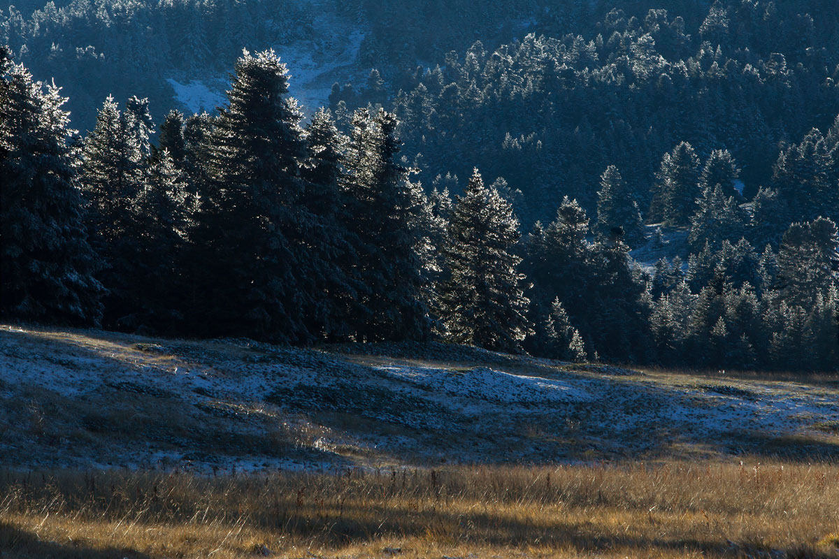 Frosted Fir forest on Mt. Oiti (Photo: Nikos Petrou)