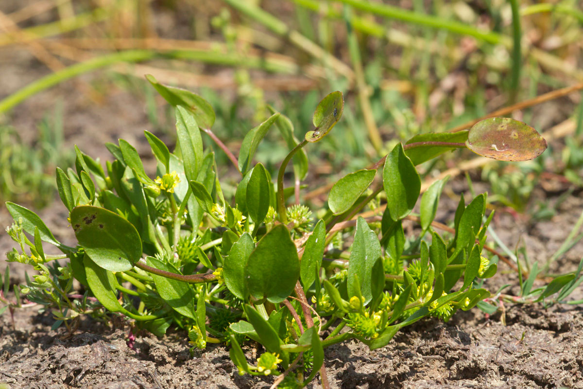 Ranunculus lateriflorus is a characteristic species of the temporary ponds (Photo: Nikos Petrou)