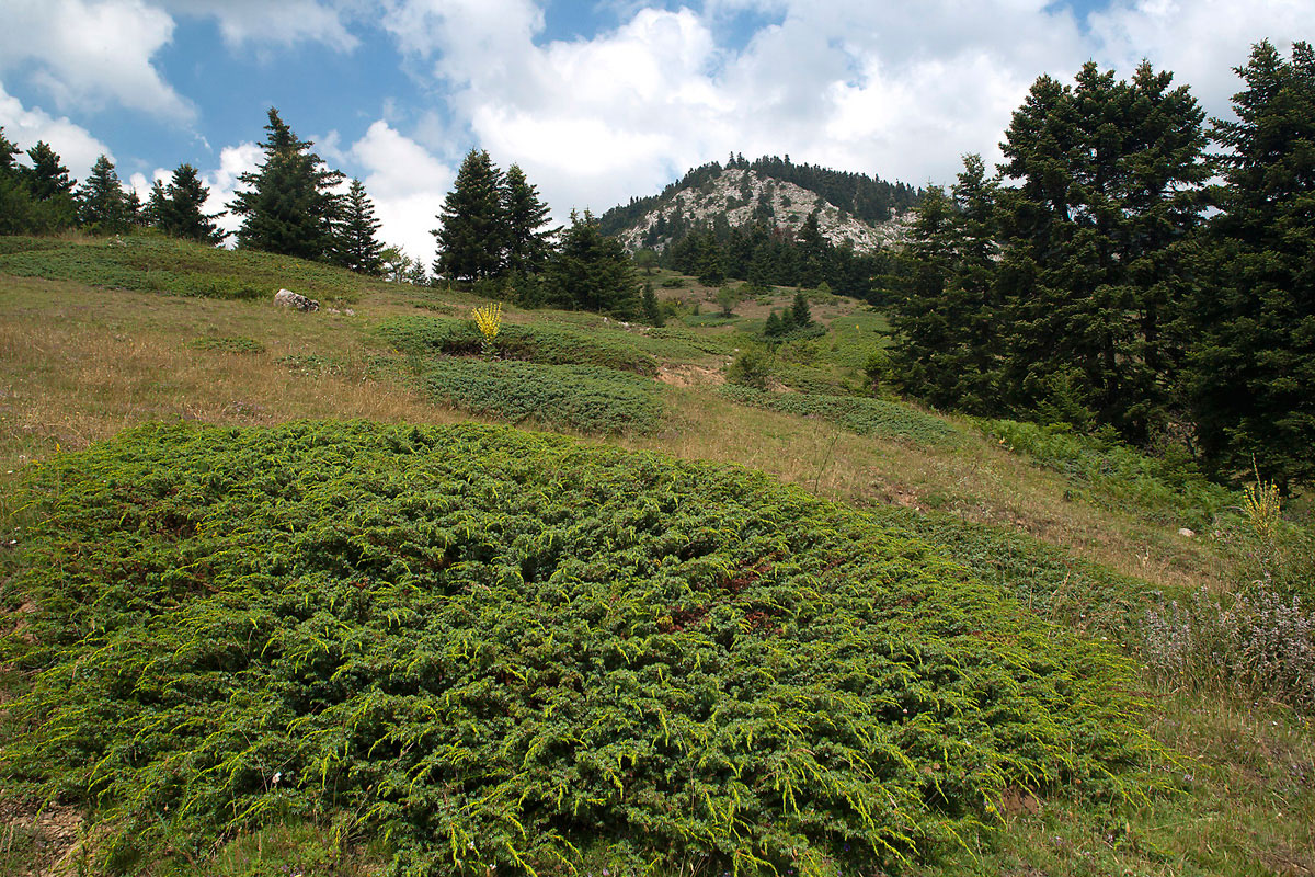 Lack of grazing allows encroachment of Juniperus nana shrubs on the grasslands of Mt. Oiti (Photo: Nikos Petrou)