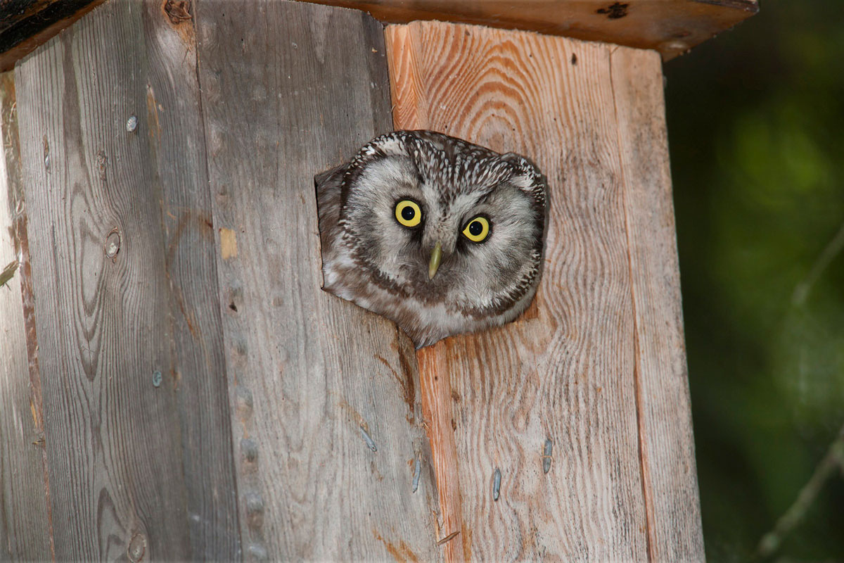 Tengmalm’s Owl in a nest box, from a similar project in Finland. (Photo: Nikos Petrou) 