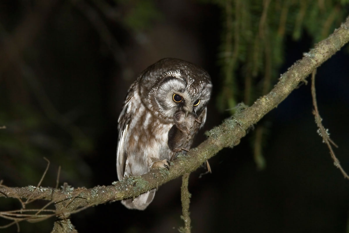 Tengmalm’s Owl with prey, in this case a vole (Photo: NikosPetrou)