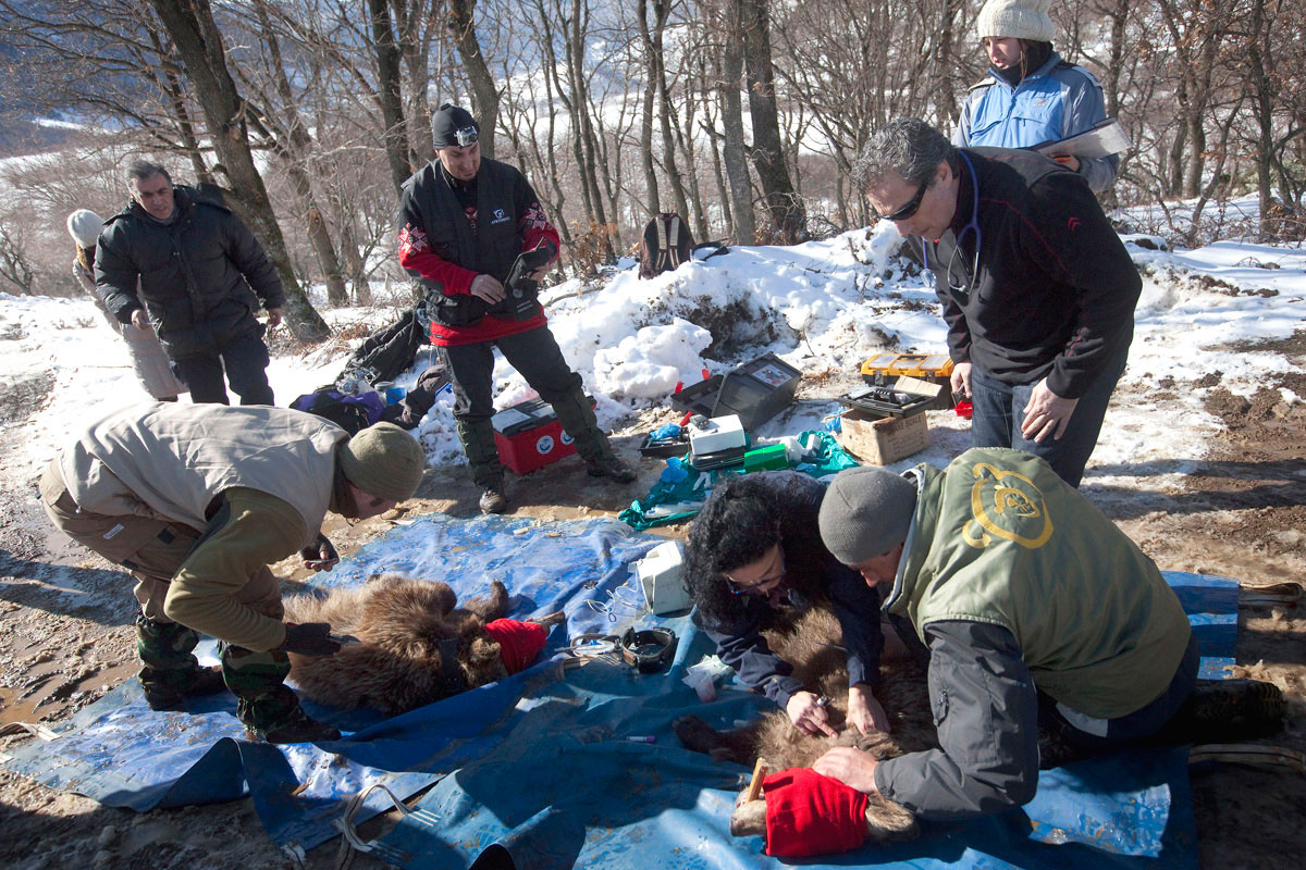 Veterinary work in the filed. (Photo G. Moutafis/ARCTUROS)  