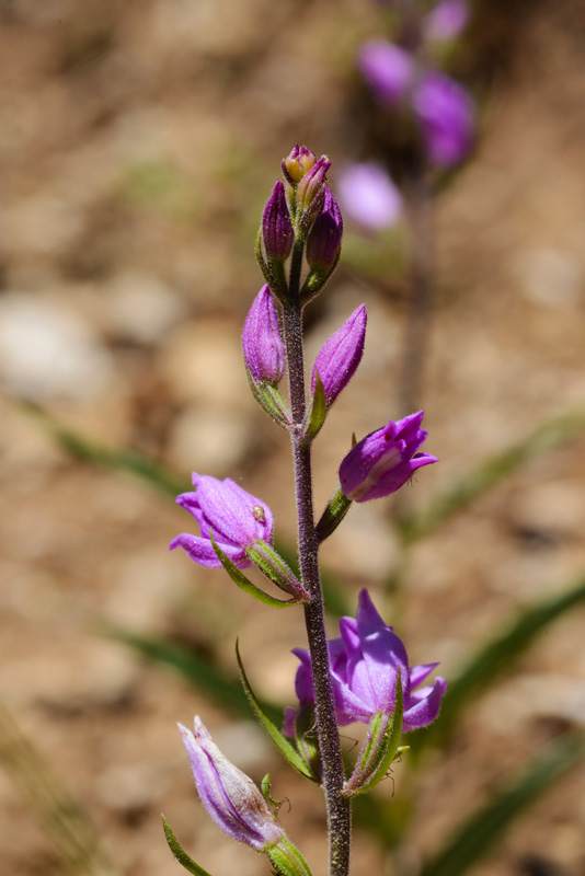 Cephalanthera rubra. (Φωτο: Γ. Πολίτης)