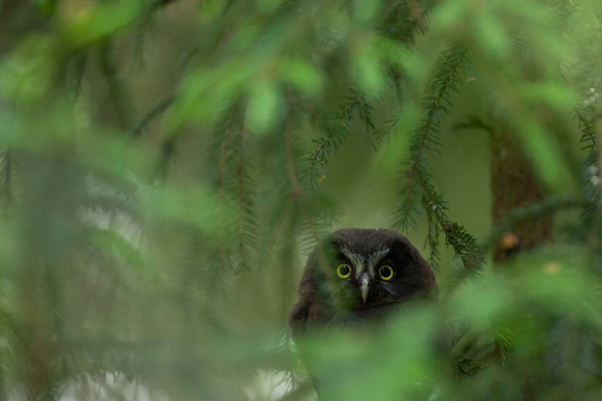 Juvenile Tengmalm's Owl. (Photo: Nikos Petrou)