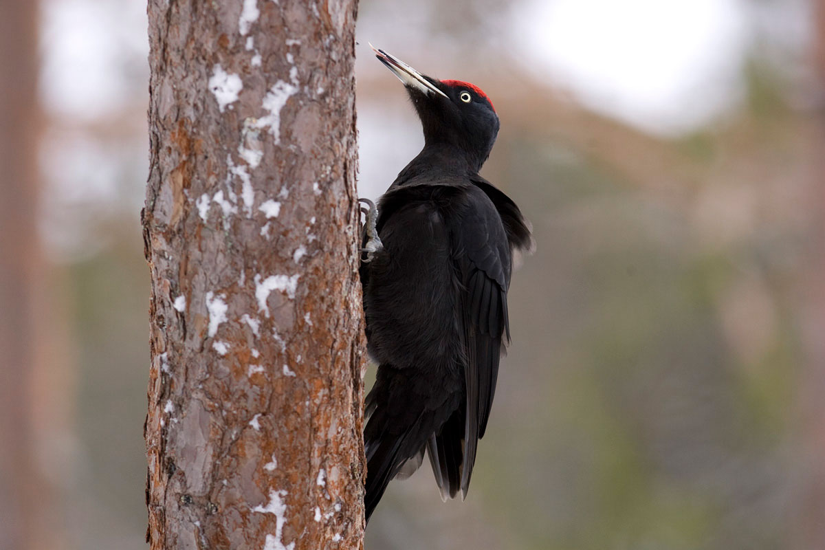 Black Woodpecker. (Photo: Nikos Petrou)