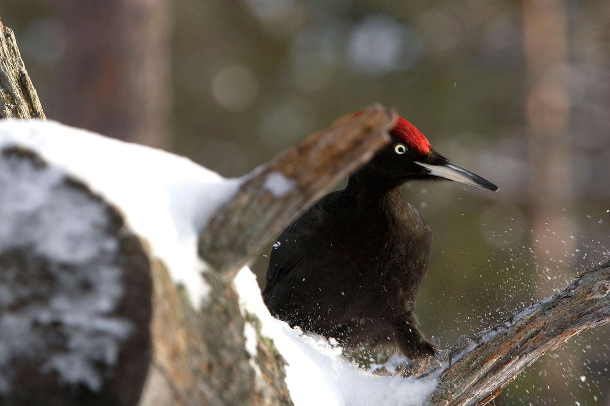 Black Woodpecker. (Photo: Nikos Petrou)
