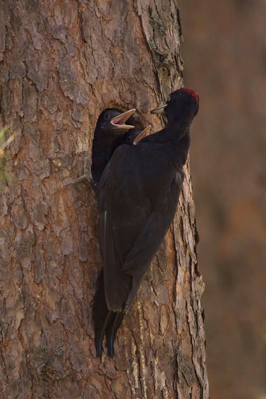 Black Woodpecker feeding young. (Photo: Nikos Petrou)