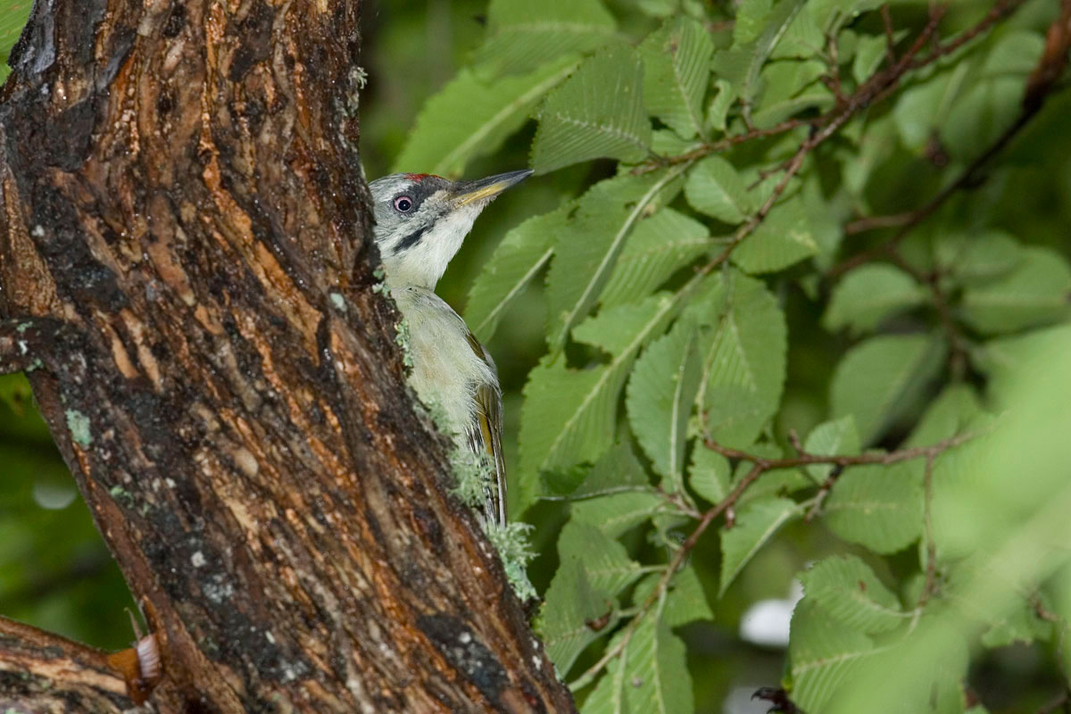 Grey-headed Woodpecker. (Photo: Nikos Petrou)