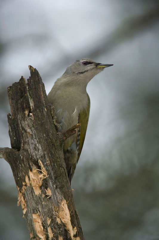 Grey-headed Woodpecker. (Photo: Nikos Petrou)