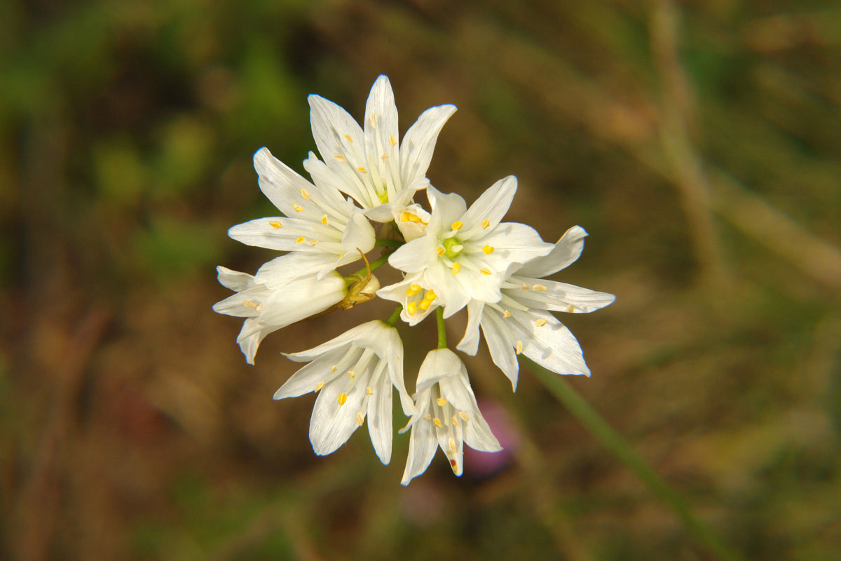 Allium phthioticum. (Φωτο: Γιώργος Καρέτσος)