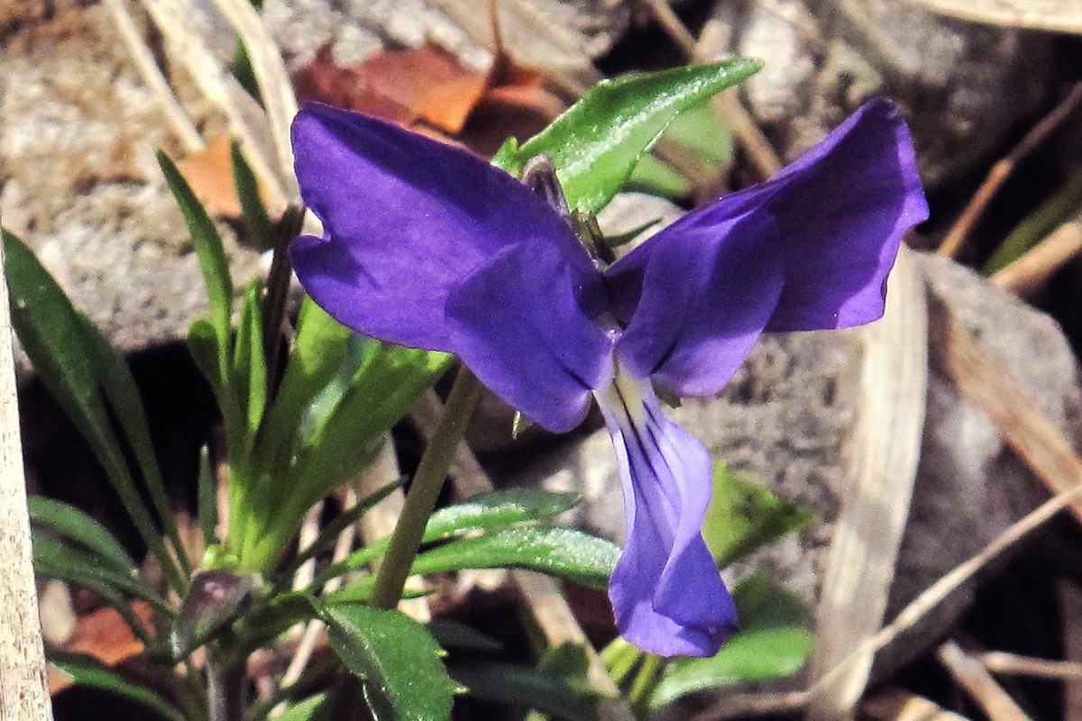 Viola sp. (Photo: G. Politis)