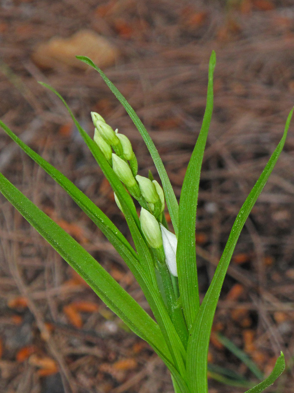 Cephalanthera longifolia. (Φωτο: Γ. Πολίτης)