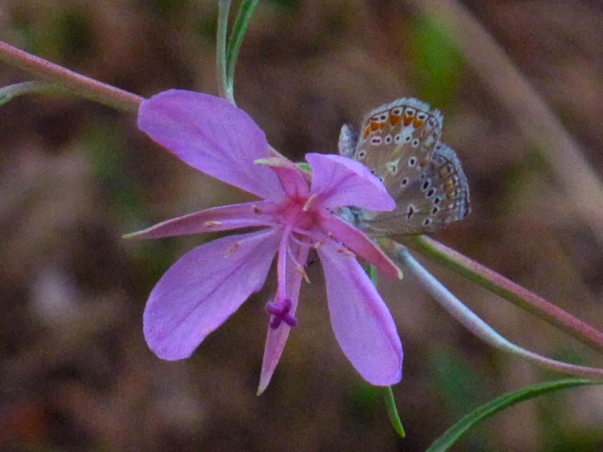 Epilobium dodonei and butterfly Polyommatus thersites. (Photo: G. Politis)