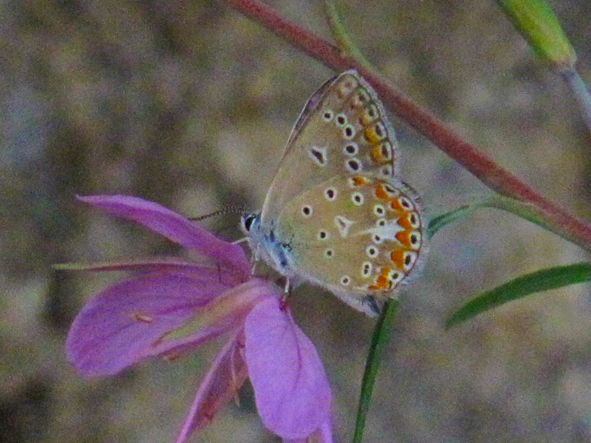Epilobium dodonei and butterfly Polyommatus thersites. (Photo: G. Politis)