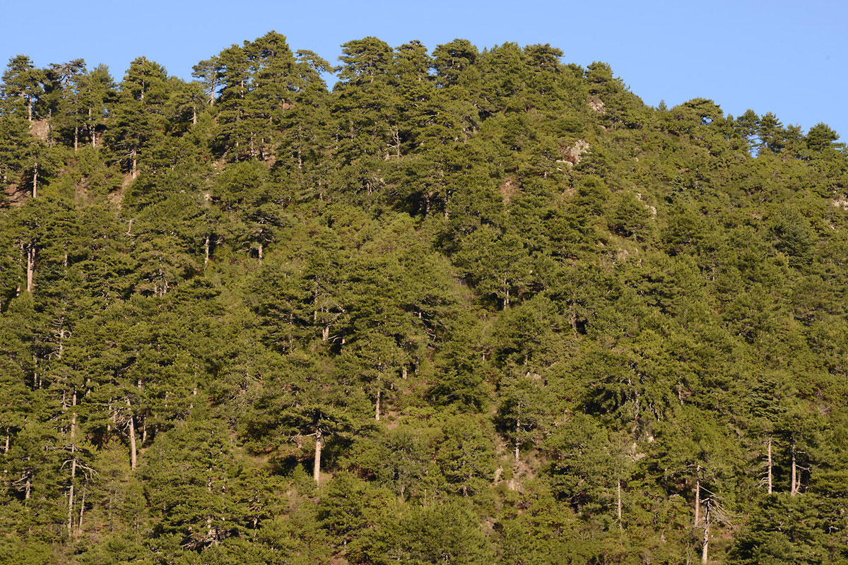 Black Pine forest on Mt. Kallidromo. (Photo: G. Politis) 
