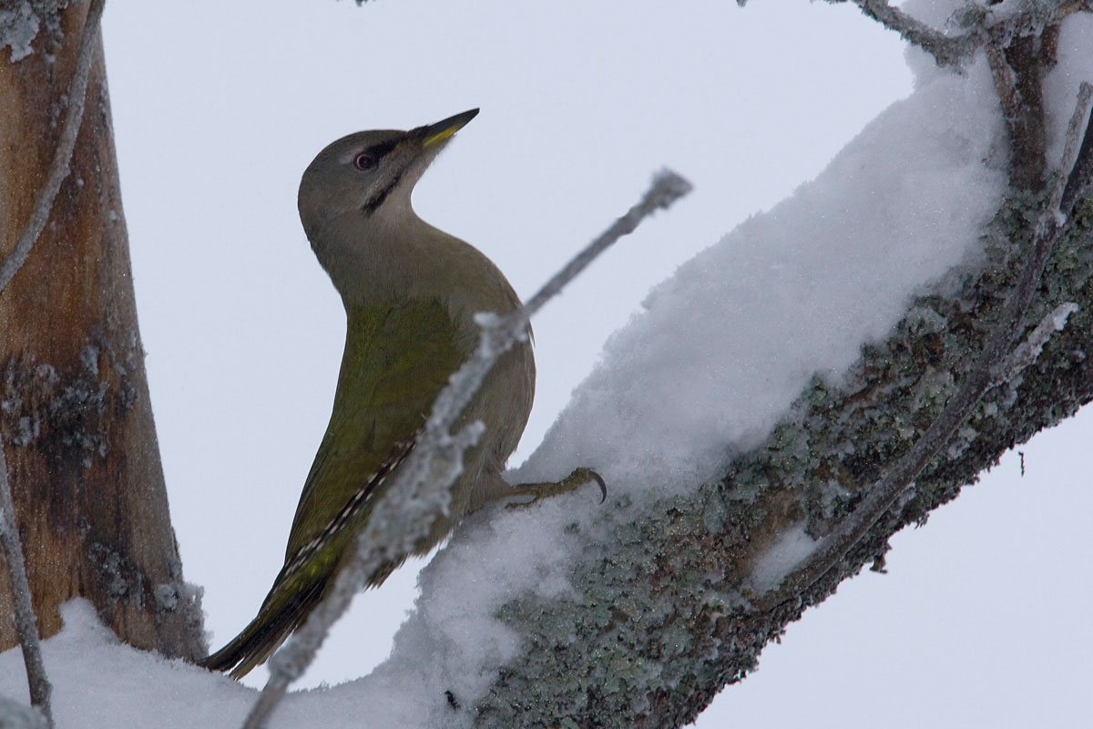 Grey-headed Woodpecker (Picus canus) (Photo: Nikos Petrou)