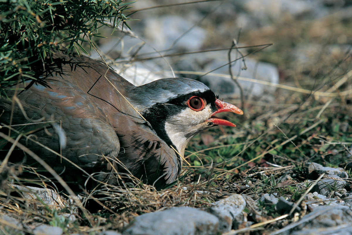 Rock Partridge (Alectoris graeca) (Photo: Nikos Petrou) Rock Partridge (Alectoris graeca) (Photo: Nikos Petrou)