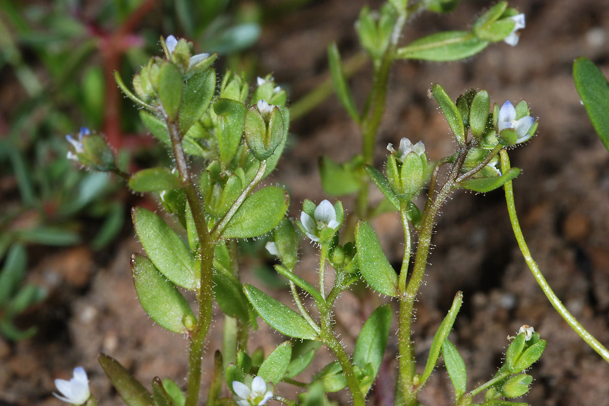 Veronica oetaea* (Photo: G. Karetsos)