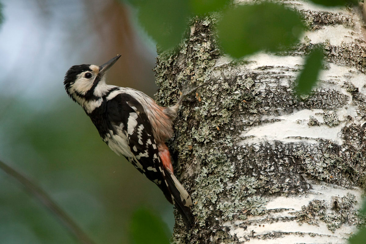 White-Backed Woodpecker (Dendrocopos leucotos) (Photo: Nikos Petrou)