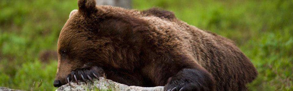 Brown Bear (Ursus arctos*) Photo: Nikos Petrou