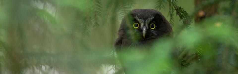 Juvenile Boreal (Tengmalm’s*) Owl (Aegolius funereus*) Photo: Nikos Petrou