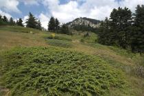 Η έλλειψη βόσκησης επιτρέπει την επέκταση θάμνων Juniperus nana στα λιβάδια της Οίτης. (Φωτο: Νίκος Πέτρου)