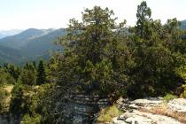 The project aims to increase the area of Juniperus foetidissima forests on Mt. Oiti (Photo: G. Karetsos)